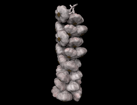 Garlic 3D Model